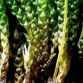 Attēlu rezultāti vaicājumam “Hedwigia ciliata sporophyte”