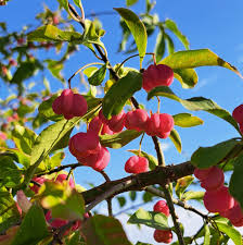 Attēlu rezultāti vaicājumam “Euonymus europaeus flower”