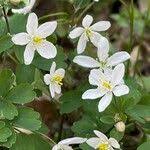 Attēlu rezultāti vaicājumam “Isopyrum thalictroides”