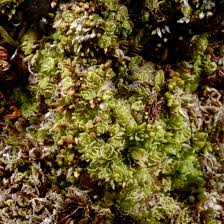 Attēlu rezultāti vaicājumam “Lophozia incisa”