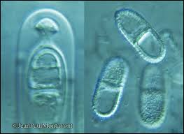 Attēlu rezultāti vaicājumam “Acrocordia gemmata”