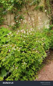 Image result for Leaves Green Bowmen