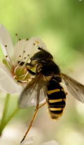 Attēlu rezultāti vaicājumam “Sericomyia sp.”