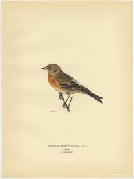 Attēlu rezultāti vaicājumam “Fringilla montifringilla male”