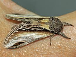 Attēlu rezultāti vaicājumam “Ptilodon capucina imago”