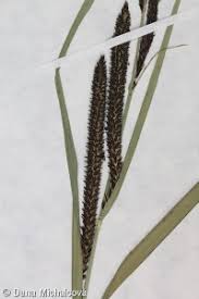 Attēlu rezultāti vaicājumam “Carex acuta leaf”