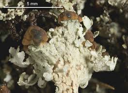 Attēlu rezultāti vaicājumam “Cladonia ramulosa”