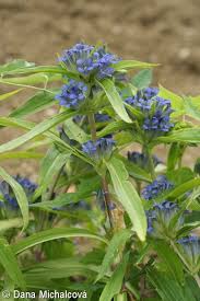 Attēlu rezultāti vaicājumam “Gentiana cruciata bud”