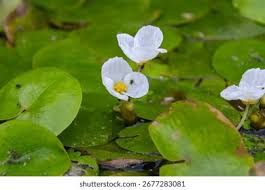Attēlu rezultāti vaicājumam “Hydrocharis morsus-ranae flower”