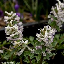 Attēlu rezultāti vaicājumam “Corydalis solida flower”