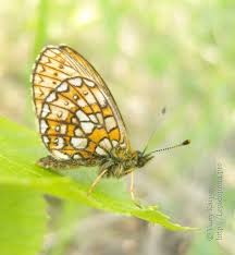 Attēlu rezultāti vaicājumam “Boloria eunomia”