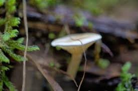 Attēlu rezultāti vaicājumam “Cantharellula umbonata”