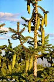 Attēlu rezultāti vaicājumam “Picea abies fruit”