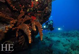 Image result for Worcester Divers Octopush Club