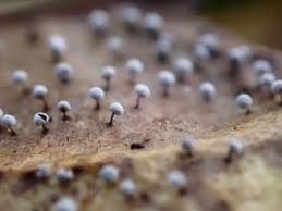 Attēlu rezultāti vaicājumam “Didymium melanospermum macro”