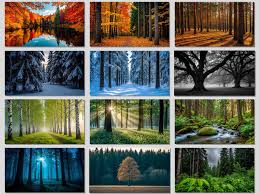 Image result for лес,