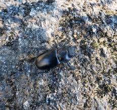 Attēlu rezultāti vaicājumam “Dorcus parallelopipedus”