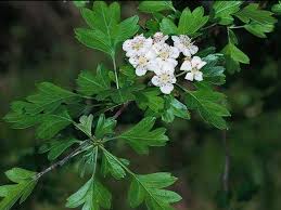 Attēlu rezultāti vaicājumam “Crataegus monogyna”
