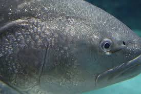 Image result for Argyrosomus regius