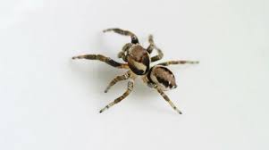 Attēlu rezultāti vaicājumam “Evarcha falcata male”