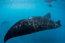 Image result for Mobula alfredi