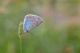 Attēlu rezultāti vaicājumam “Carterocephalus palaemon underside”
