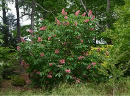 Attēlu rezultāti vaicājumam “Aesculus x neglecta flower”