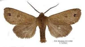 Attēlu rezultāti vaicājumam “Orthosia munda”