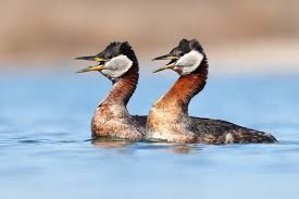 Attēlu rezultāti vaicājumam “Podiceps grisegena”