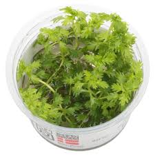 Attēlu rezultāti vaicājumam “Hottonia palustris leaf”