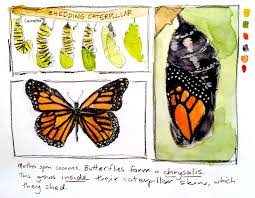 Attēlu rezultāti vaicājumam “cocoon”