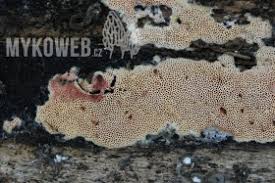 Attēlu rezultāti vaicājumam “Ceriporia excelsa”