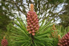 Attēlu rezultāti vaicājumam “Pinus sylvestris female flower”