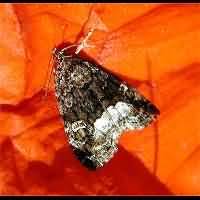 Attēlu rezultāti vaicājumam “Protodeltote pygarga”