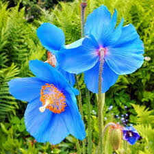 Image result for Scheinmohn