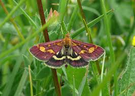 Attēlu rezultāti vaicājumam “Pyrausta purpuralis”