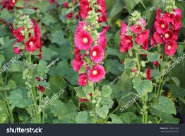 Image result for Alcea (althaea) rosea