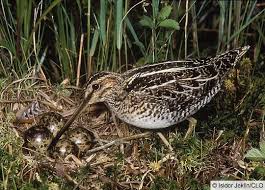 Attēlu rezultāti vaicājumam “Gallinago gallinago eggs”