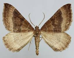 Attēlu rezultāti vaicājumam “Larentia clavaria”