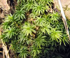 Attēlu rezultāti vaicājumam “Atrichum flavisetum sporophyte”