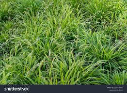 Attēlu rezultāti vaicājumam “Brachypodium sylvaticum fruit”