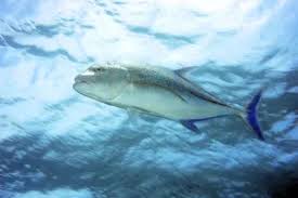 Image result for Caranx ignobilis