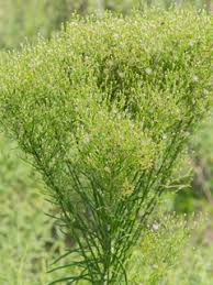 Attēlu rezultāti vaicājumam “Erigeron canadensis”