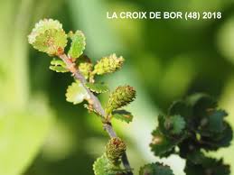 Attēlu rezultāti vaicājumam “Betula nana flower”