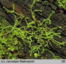 Attēlu rezultāti vaicājumam “Nowellia curvifolia”