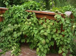 Attēlu rezultāti vaicājumam “Actinidia kolomikta”