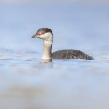 Image result for Podiceps auritus