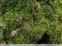 Attēlu rezultāti vaicājumam “Isopaches bicrenatus”