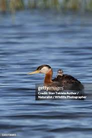 Attēlu rezultāti vaicājumam “Podiceps grisegena adult”