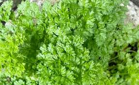 Image result for selvatici tehron